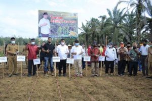 Bupati Sutan Riska Lakukan Penanaman Jagung Perdana Seluas 12 Hektar di Nagari Koto Gadang