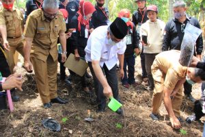 Pemerintah Daerah Kabupaten Solok Mendukung Program Tanaman Katak Porang