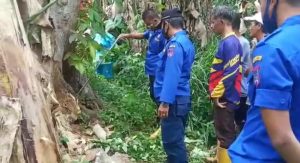 Ular Piton Sepanjang 5 Meter Berhasil Dievakuasi Damkar Kota Payakumbuh