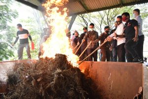 Polres Payakumbuh Musnahkan Barang Bukti Ganja Seberat 98.380 Gram