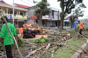 Cuaca Ekstrim, Pemko Tata Pohon Pelindung Yang Berpotensi Tumbang Dan Patah