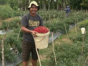 Selain Menjabat Ketua DPRD Pariyanto, SH., Juga Pintar Dalam Bertani