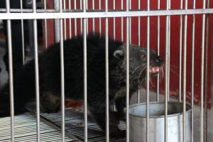 Musang Langka dan Ular King Koros Dievakuasi Tim Damkar Padang Panjang dari Rumah Warga