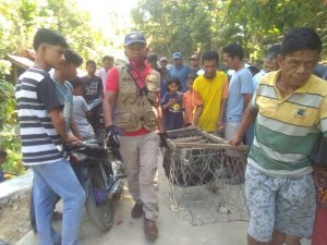 Memakan Beruk Peliharaan, Seekor Harimau Kumbang Ditangkap Warga