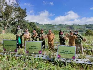 Bupati Eka Putra Bersama Gurbernur Sumatera Barat Pandai Sikek Panen Bawang Merah Unggul Perdana