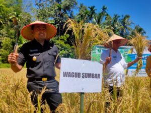 Sumbar Targetkan Produksi Padi 1.5 Juta Ton di Tahun 2022