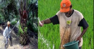 Petani di Air Haji Keluhkan Kelangkaan Pupuk Phonska dan NPK