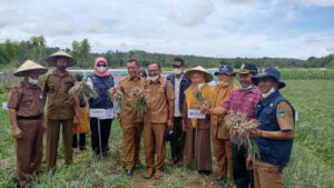 Bupati Pessel Panen Bersama Keltan Tunas Baru Sakato