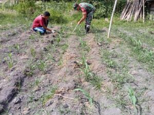 Koramil 03/Suliki Lakukan Perawatan Tanaman Jagung  di Tanjuang Bungo Suliki