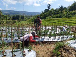 Koramil 03/Suliki Lakukan Perawatan Tanaman Cabe di Baruah Gunuang, Bukik Barisan