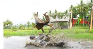 Kubu Gadang Masuk 100 Besar ADWI