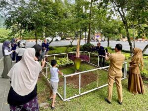 Bunga Bangkai Mekar Sempurna di Depan PDIKM Padang Panjang