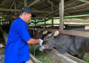 Dispangtan Padang Panjang Turunkan Tim Pemeriksa Kesehatan Hewan Kurban