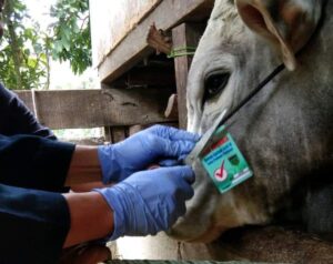 Di Kota Padang Panjang, 544 Sapi dan 13 Kambing Akan Disembelih Saat Idul Adha