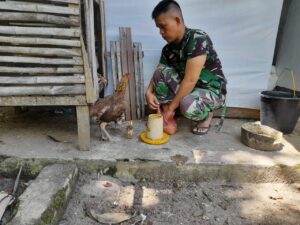 Mantaatkan Lahan Kosong Babinsa Koramil 06/Ko Dalam Beternak Ayam Kampung