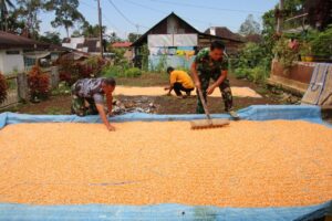 Anggota Satgas TMMD Ke- 114 Bantu Warga Jemur Jagung