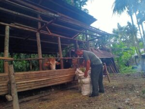 Babinsa Mengajak Masyarakat Untuk Beternak Sapi Qurban