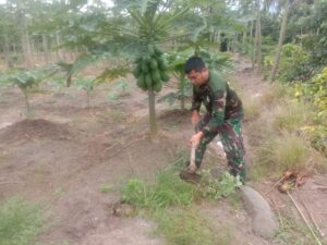 Anggota Koramil 06/Kampung Dalam Budidayakan Tanam Pepaya