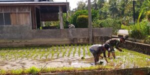 Tingkatkan Ketahanan Pangan Babinsa Limau Purut Ajak Warga Tanam Padi