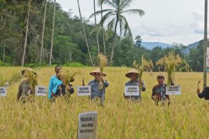 Setelah Sekolah Lapangan, Petani Sumpur Kudus Panen Raya Padi Organik