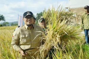 Panen Padi di Jorong Kapuah, Richi Aprian : Penggunaan Pupuk Yang Tepat Tekan Biaya Produksi