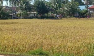 Memasuki Musin Tanam, Produksi Padi Bakal Bagus di Sutera