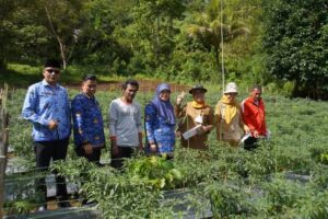 Dispangtan Padang Panjang Lakukan Penjurian Gerakan Menanam Cabai Serentak