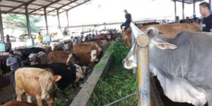 Idul Adha 2023, Pemkab Tanah Datar Kurban 18 Sapi dan 3 Kambing