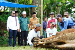 Bupati Tanah Datar Kurban Seekor Sapi Simental di Sapta Marga