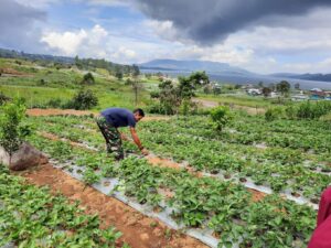 Pabrik AQUA Solok Bantu Masyarakat Jorong Kayu Jao Bangun Agrowisata Strawberry