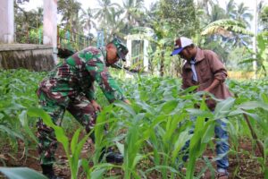 Satgas TMMD Ke- 117 Komsos Dengan Petani Jagung