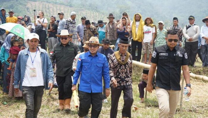 Alek Nagari Pacu Jawi Event Pariwisata Yang Memiliki Rating Tertinggi di Sumbar