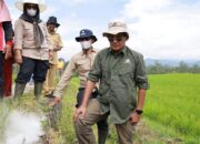 Dinas Pertanian Tanah Datar Bersama Petani Laksanakan Gerdal Hama Tikus