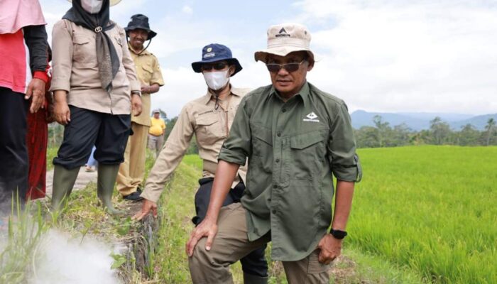 Dinas Pertanian Tanah Datar Bersama Petani Laksanakan Gerdal Hama Tikus