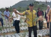 Panen Perdana Bawang, Bupati Pessel Sampai Ini di Sutera