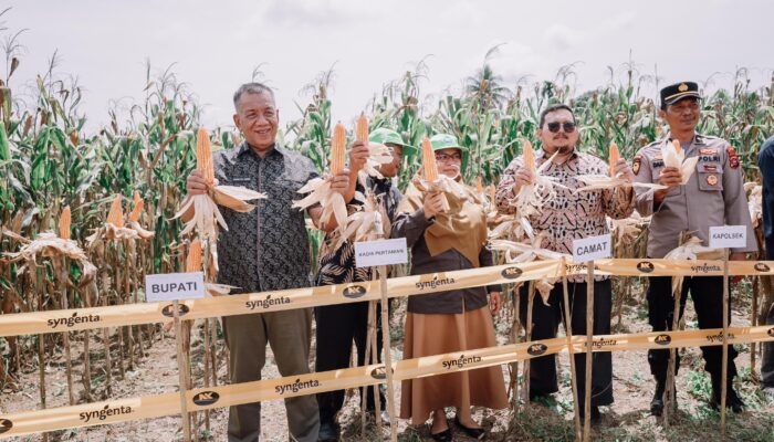 Bupati Pessel Hadiri Panen Raya Jagung di Nagari Koto Salapan Palangai