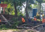 DLH Kota Solok Pangkas Dahan Pohon di Taman Syekh Kukut dan Taman Bidadari