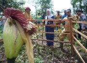 Amorphophallus Titanum Tumbuh di Nagari Buo