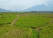 Kelompok Tani Gagal Panen di Tanah Datar Terima Bantuan AUTP