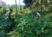 Babinsa Koramil 03/Sungai Sariak Bersama Petani Panen Terong