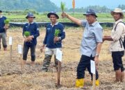 Bupati Pessel Hadiri Budidaya Padi Tanpa Olah Tanah, di Kecamatan Bayang