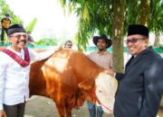 Sapi Qurban Bupati dan Keluarga Miliki Bobot 1 Ton