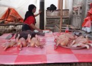 Daging Ayam dan Tiga Komoditas Pangan Lainnya Turun Harga