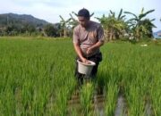 Aipda Dian Pitok Beri Bantuan 150 Kg Pupuk ke Petani