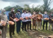 Tim BNNP Sumbar Berhasil Gagalkan 53 Paket Narkotika Jenis Ganja