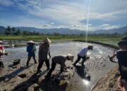 Prodi Ilmu Lingkungan SPs UNP Bersama Kapolda Sumbar Ikut Program Penanaman Padi dan Batagak Kudo-Kudo