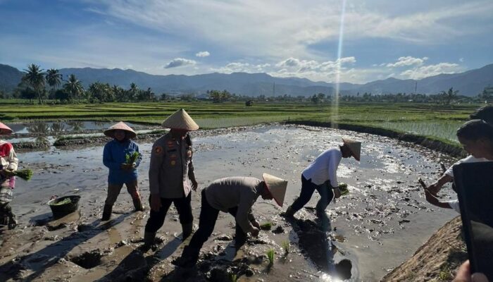 Prodi Ilmu Lingkungan SPs UNP Bersama Kapolda Sumbar Ikut Program Penanaman Padi dan Batagak Kudo-Kudo