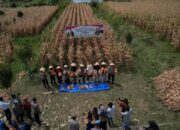 Bupati Solok Ikuti Panen Raya Nasional Jagung Serentak Kuartal II Tahun 2025 secara Daring