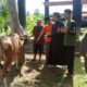 Maknai Iduladha 1446 H, Kapolda Kalteng Sumbang Seekor Sapi untuk Kurban PWI