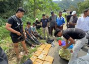BNNP Sumbar BNNK Pasaman Barat Ungkap Peredaran Narkotika Jenis Ganja di Nagari Kampung Panjang Solo